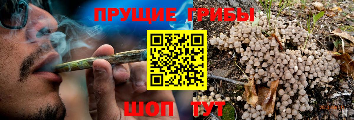 Нерюнгри  Псилоцибиновые грибы мухоморы  Вход с VPN  купить наркотики цена  Псилоцибиновые грибы Psilocybine cubensis 